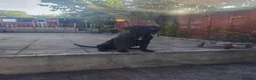 Presa Canario dogs for sale: Tyson - Advert 2