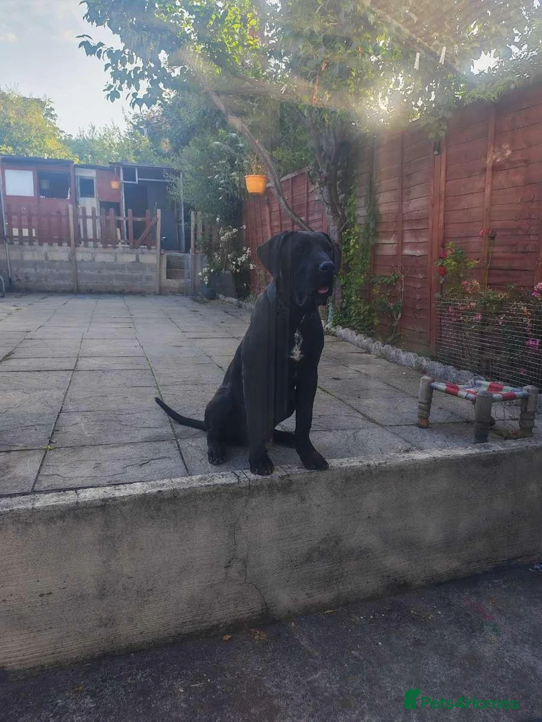 Presa Canario dogs for sale: Tyson - Advert 2