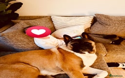 Akita dogs for stud: Akita Stud – Strong, Loyal & Family Raised - Image 4