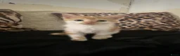 Mixed Breed cats for sale: Part maincoon kittens for sale very affectionate - Advert 7