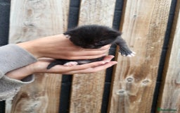 Mixed Breed cats for sale: Black and white farm bred kittens  - Image 9