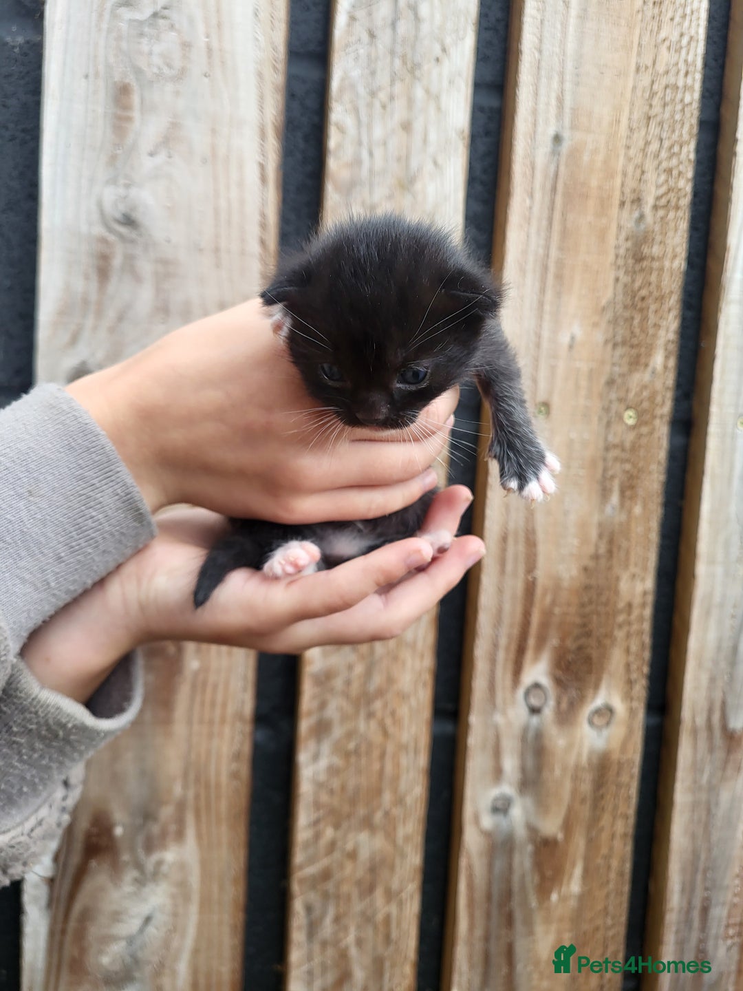 Mixed Breed cats for sale: Black and white farm bred kittens  - Image 9