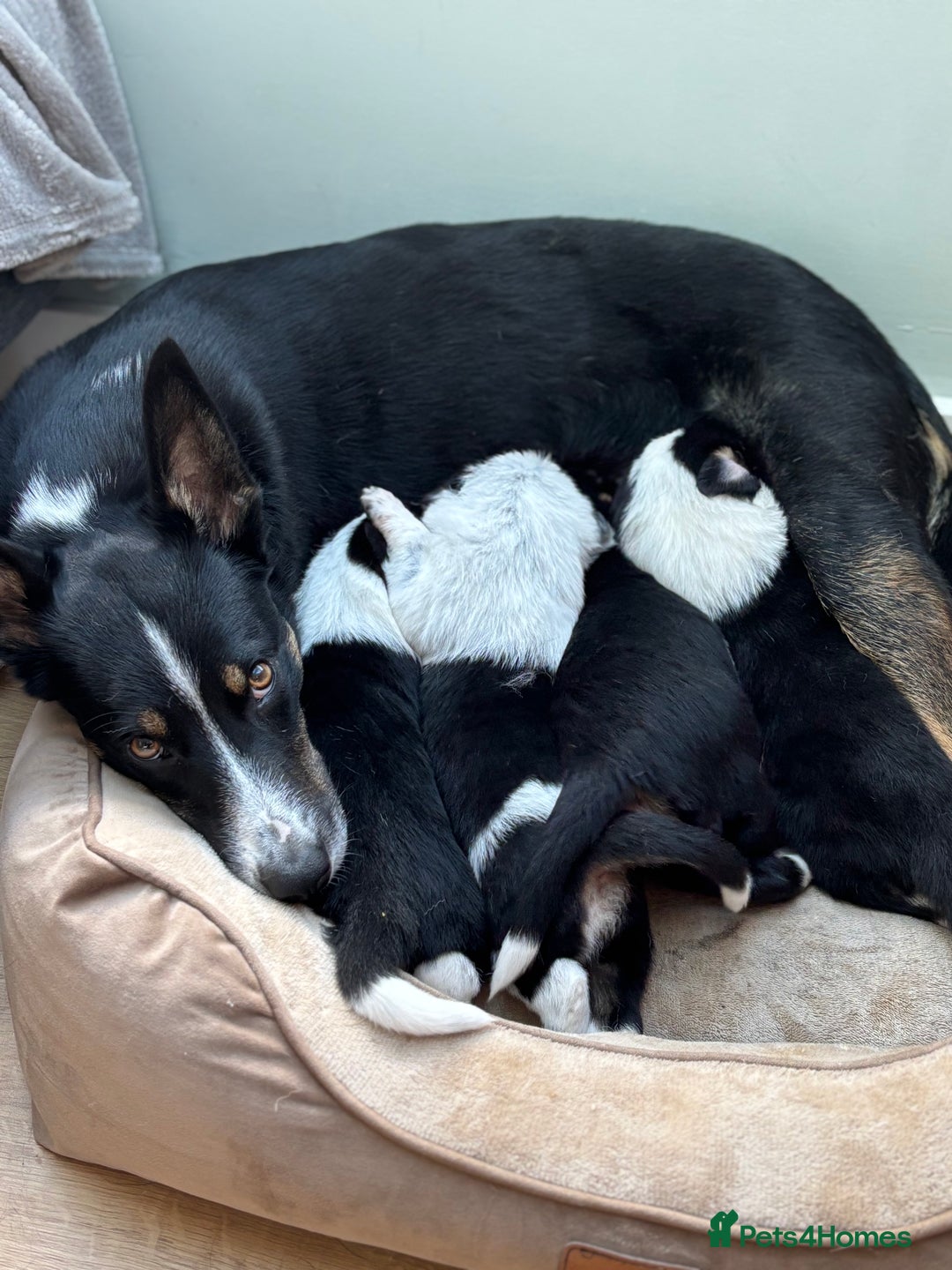 Border Collie dogs for sale: Unique Tri colour and piebald Border Collies  - Image 2