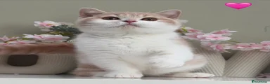 British Shorthair 6