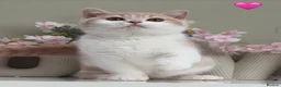 British Shorthair cats for sale: Stunning British Shorthair kittens  - Advert 19