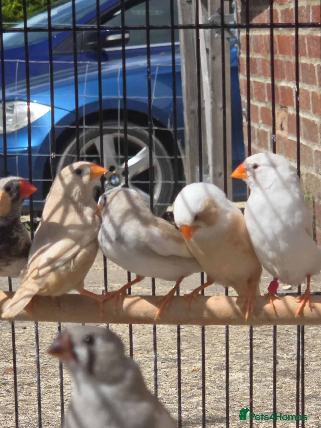 Finches birds for sale: Mixed 5 month old Zebra finch - Advert 2