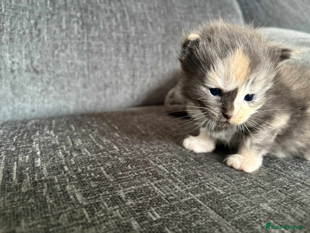 Maine Coon cats for sale: 3/4 maine coon kittens  - Image 14