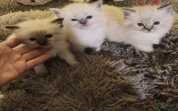 Ragdoll cats for sale: 3 beautiful ragdoll kittens  - Advert 2