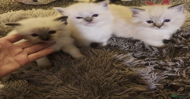 Ragdoll cats 3 beautiful ragdoll kittens  - Advert 6
