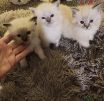 Ragdoll cats 3 beautiful ragdoll kittens - Advert 1