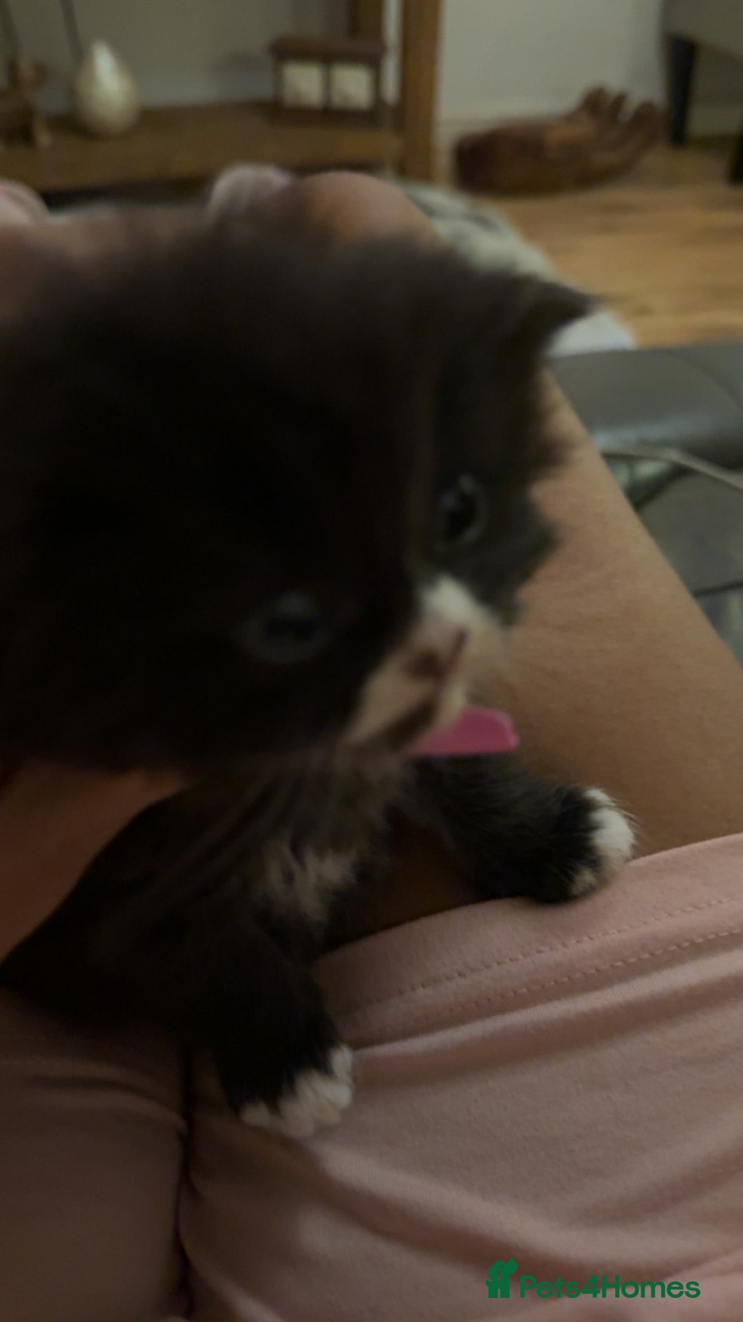 Persian cats for sale: Persian x - Image 10