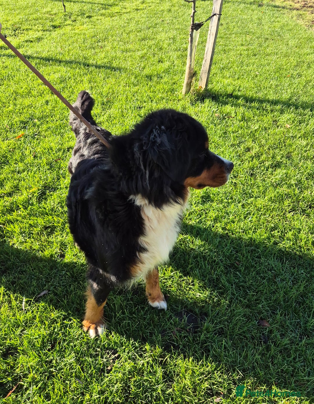 Bernese Mountain Dog dogs for sale: Female Bernese Mountain Dog - Advert 1
