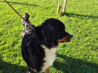 Bernese Mountain Dog dogs Female Bernese Mountain Dog - Advert 13