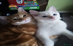 Ragdoll cats for sale: Olaf and Nala - Image 6