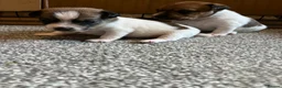 Jack Russell dogs for sale: Jack Russel puppies  - Advert 13