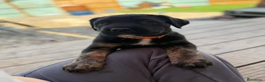 Orange collar 