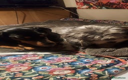 Mixed Breed dogs for sale:  ❤️Two girls very lovely❤️Daschaund with bishon  - Image 3