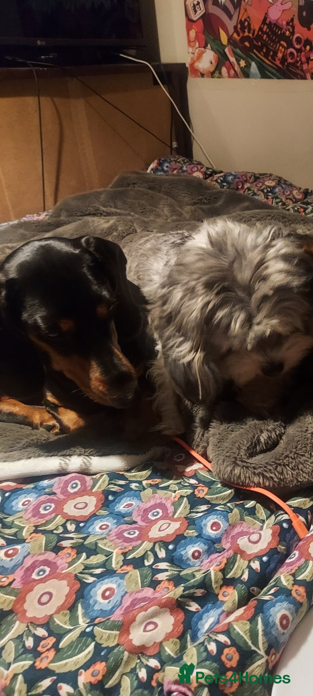 Mixed Breed dogs for sale:  ❤️Two girls very lovely❤️Daschaund with bishon  - Image 3