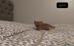 British Shorthair cats for sale: British shorthair kittens and scotish fold  - Image 7