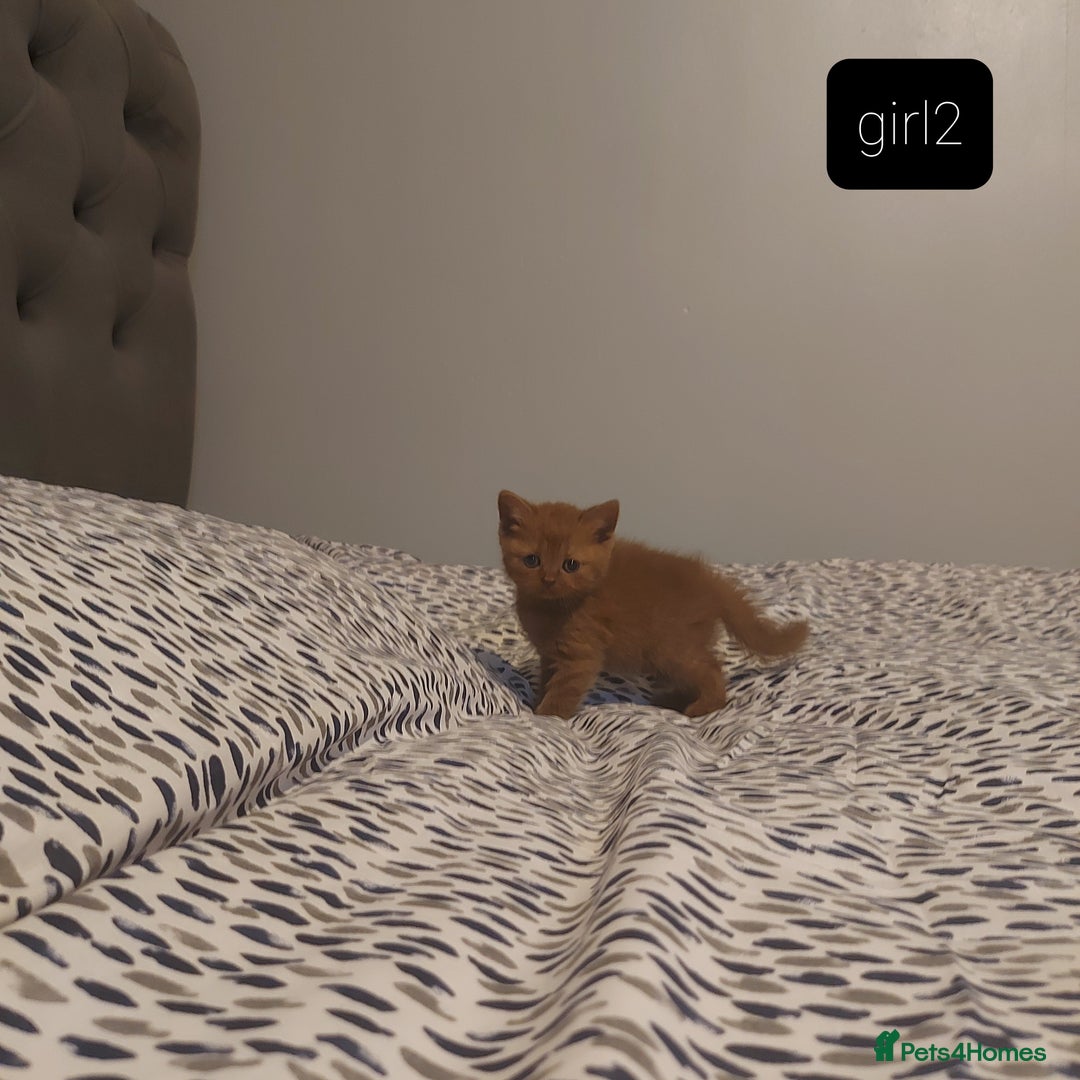 British Shorthair cats for sale: British shorthair kittens and scotish fold  - Image 7