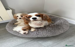 Cavapoo dogs for sale: F1 apricot and white health tested Cavapoo puppies - Image 7