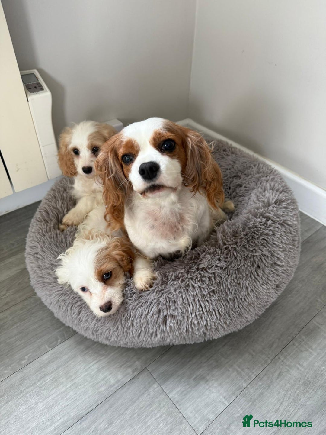 Cavapoo dogs for sale: F1 apricot and white health tested Cavapoo puppies - Image 7
