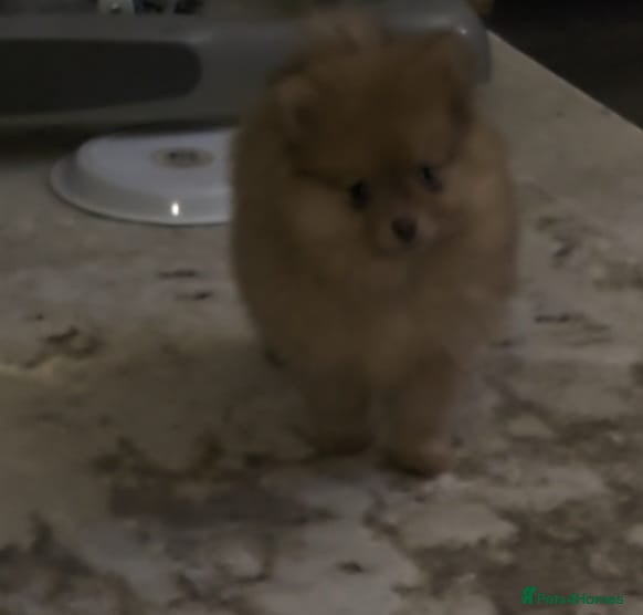 Pomeranian dogs Pomeranian Merle girl - Advert 13