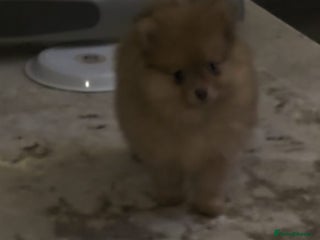 Pomeranian dogs Pomeranian Merle girl - Advert 13