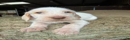 Italian Spinone dogs for sale: Italian Spinone Puppies - Advert 5