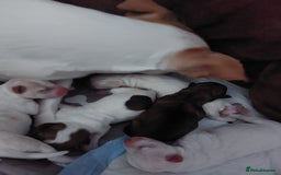 Jack Russell dogs for sale: Jack Russell puppies sale  - Image 7