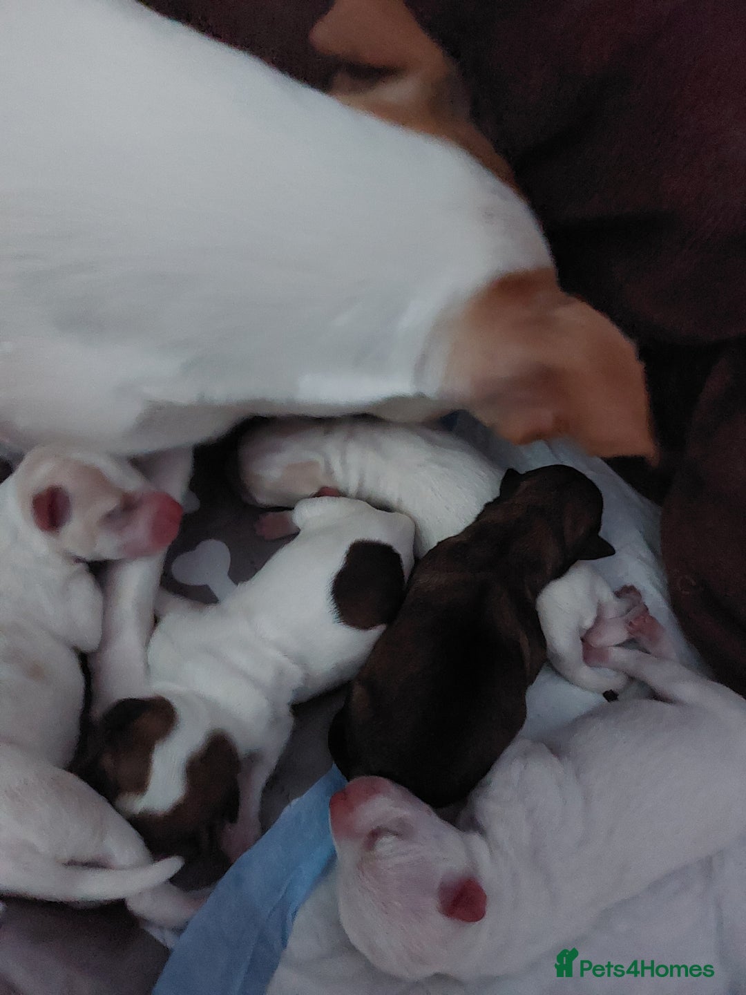 Jack Russell dogs for sale: Jack Russell puppies sale  - Image 7