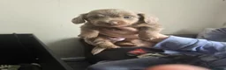 Dachshund dogs for sale: Mini dachshund long hair £850 each  - Advert 19