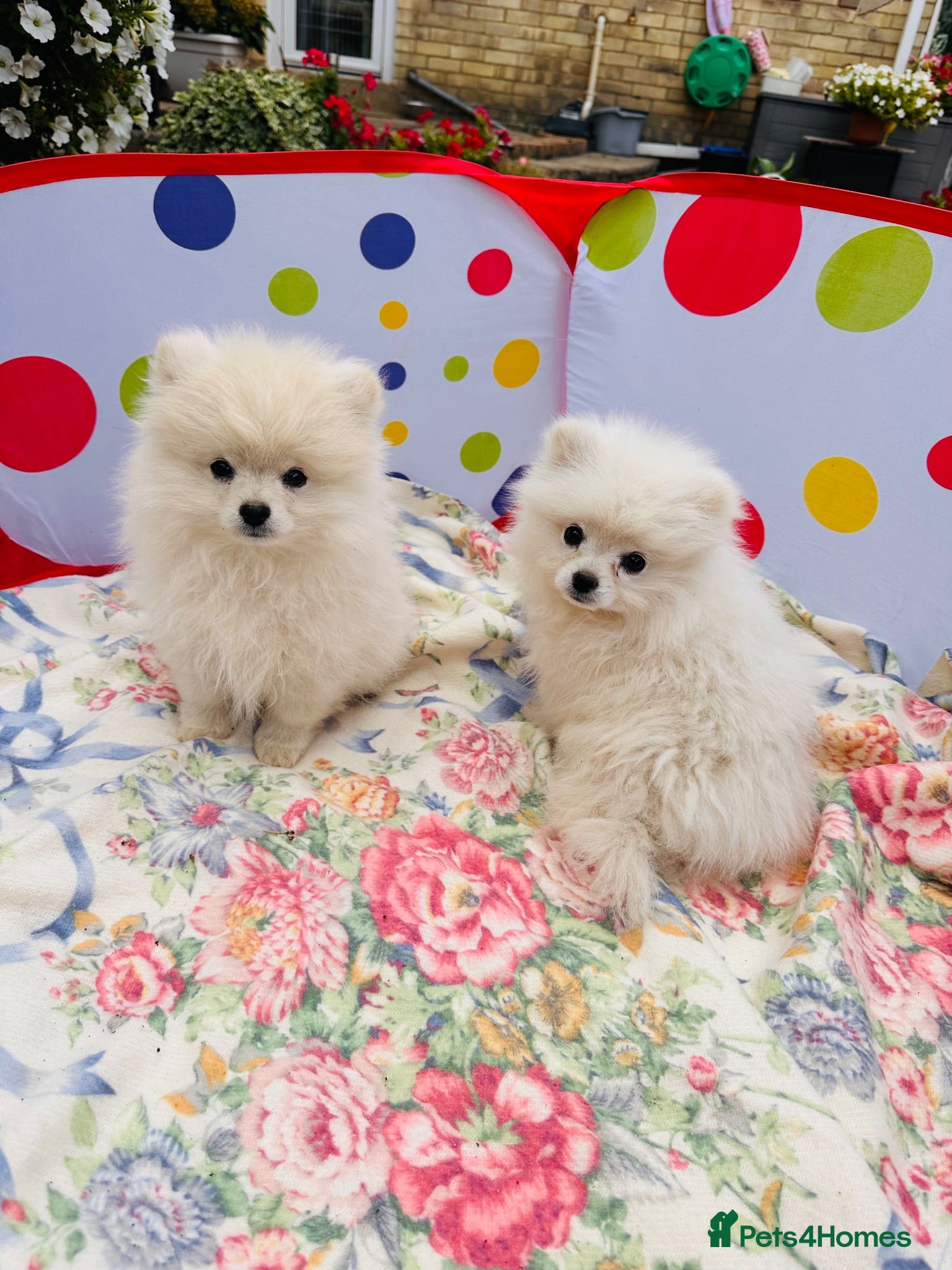 Pomeranian dogs Beautiful Pomeranian  - Advert 2