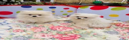 Pomeranian dogs for sale: Beautiful Pomeranian  - Advert 2