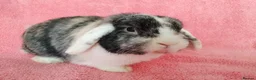 Mini Lop rabbits for sale: Adult mini lop buck for sale  - Advert 2
