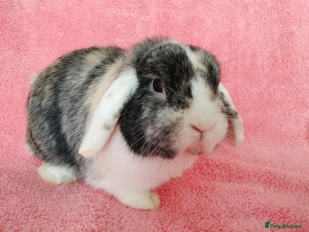 Mini Lop rabbits for sale: Adult mini lop buck for sale  - Advert 2