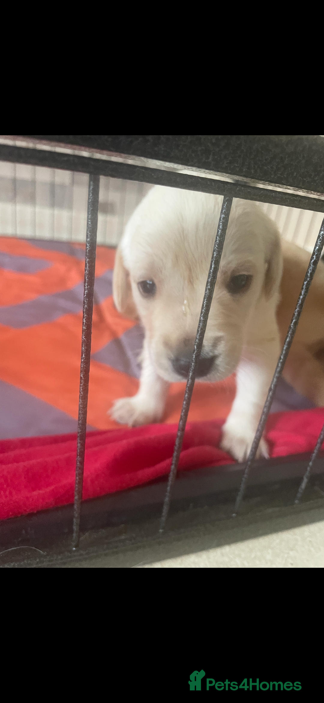 Labrador Retriever dogs for sale: Labrador puppies  - Image 4