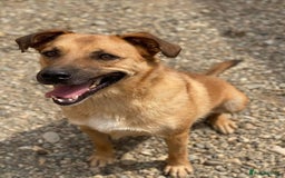 Mixed Breed dogs for adoption: Meet Piper,currently residing in Cheshire  - Image 3