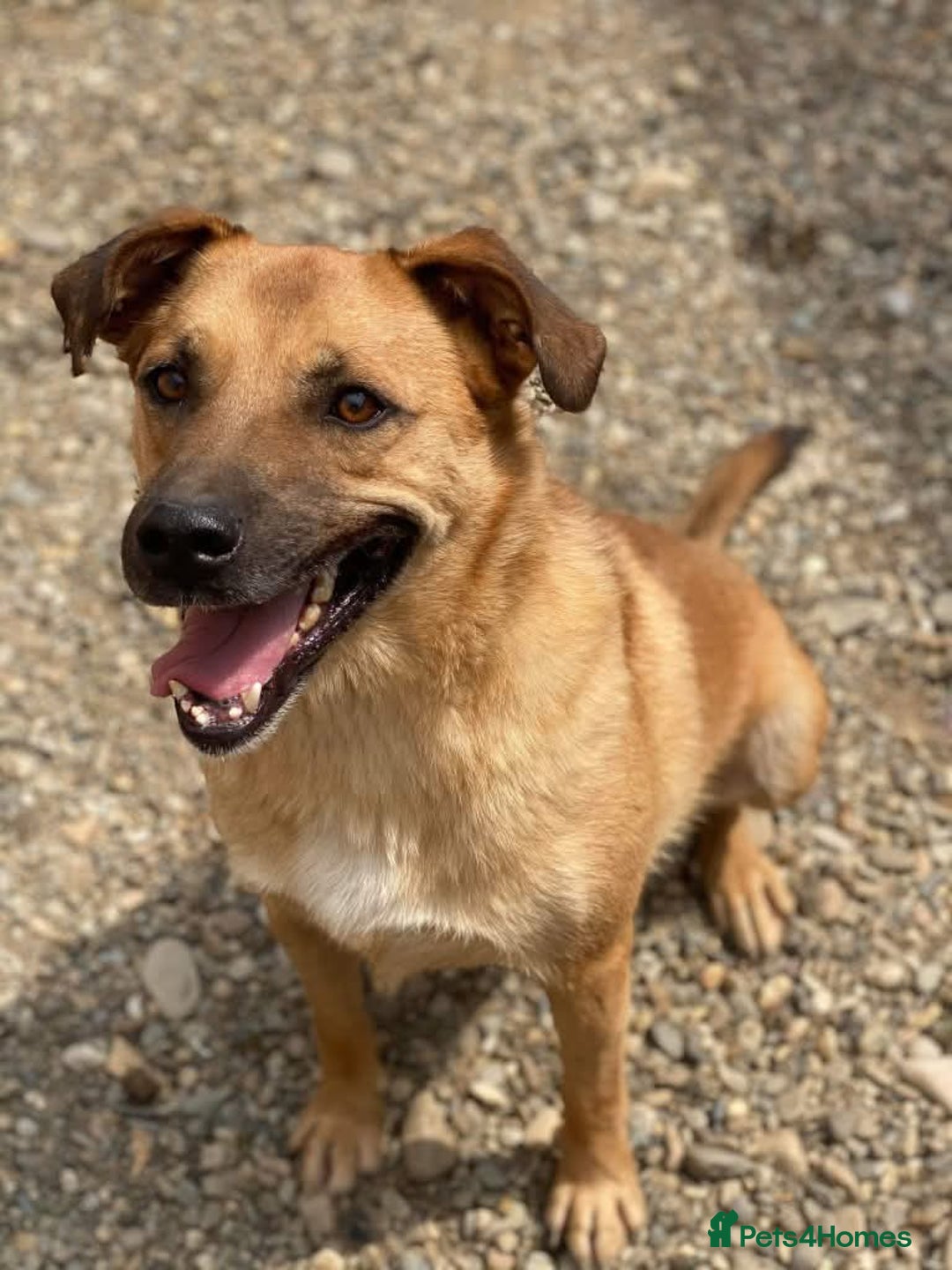 Mixed Breed dogs for adoption: Meet Piper,currently residing in Cheshire  - Image 3