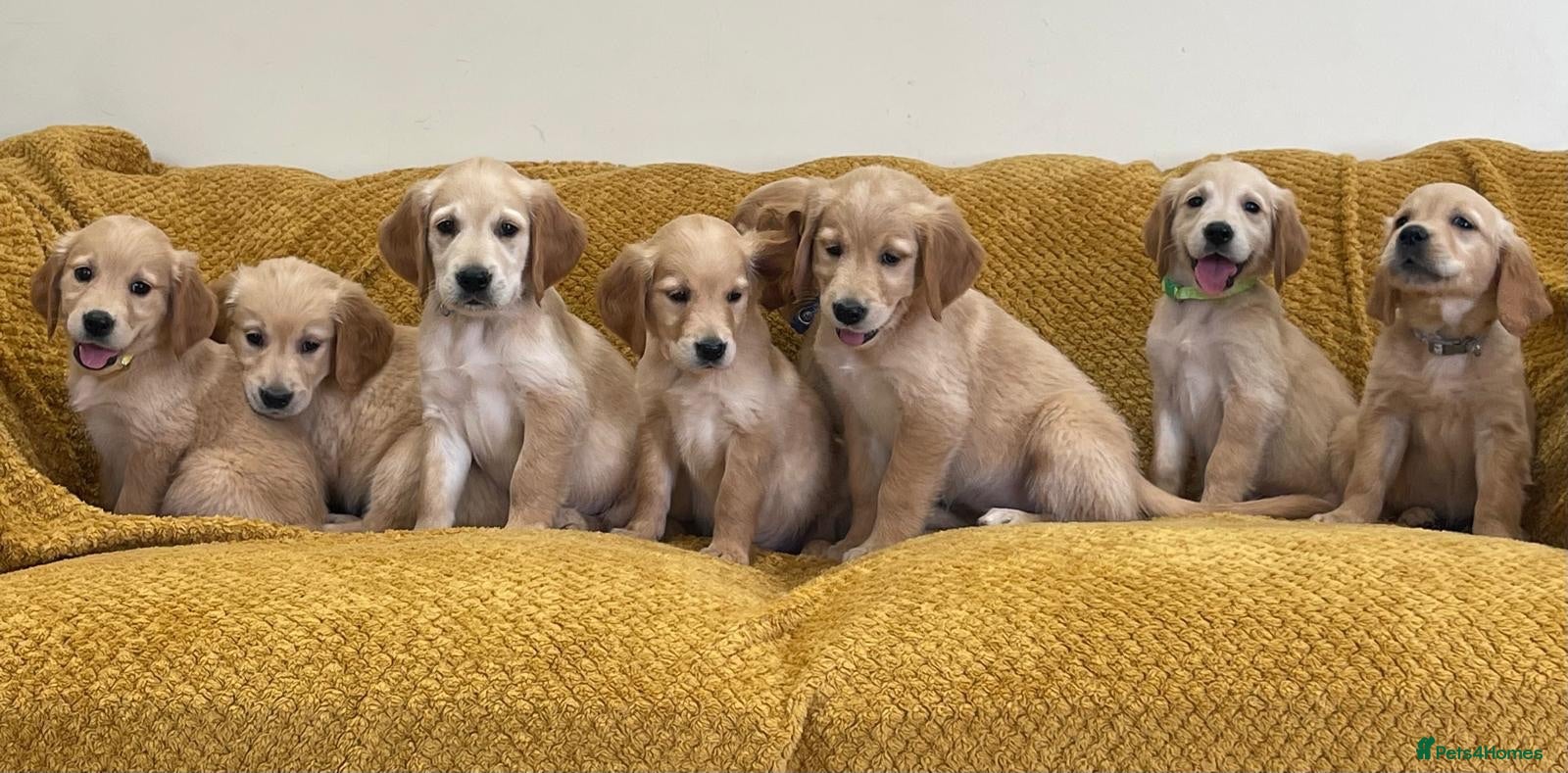 Golden Retriever dogs Quality litter of KC reg Golden Retriever puppies - Advert 1