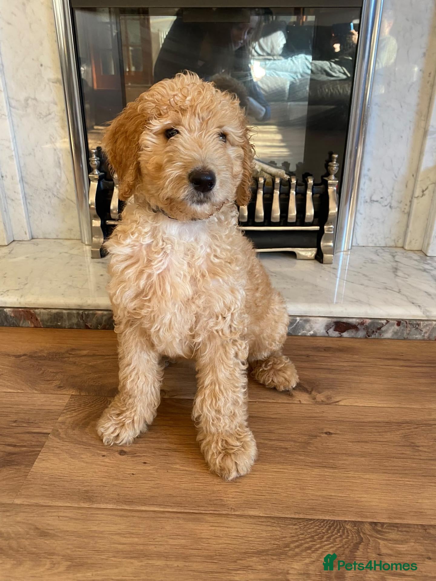 Goldendoodle dogs LAST ONE!! F2b Goldendoodle Boy Puppy  READY NOW - Advert 6