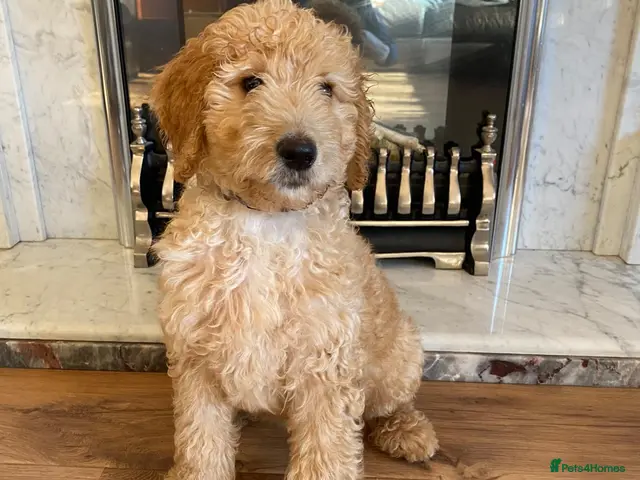Goldendoodle dogs LAST ONE!! F2b Goldendoodle Boy Puppy READY NOW - Advert 6