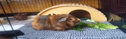 Guinea Pig rodents for sale: Two bonded male guinea pigs  - Advert 3