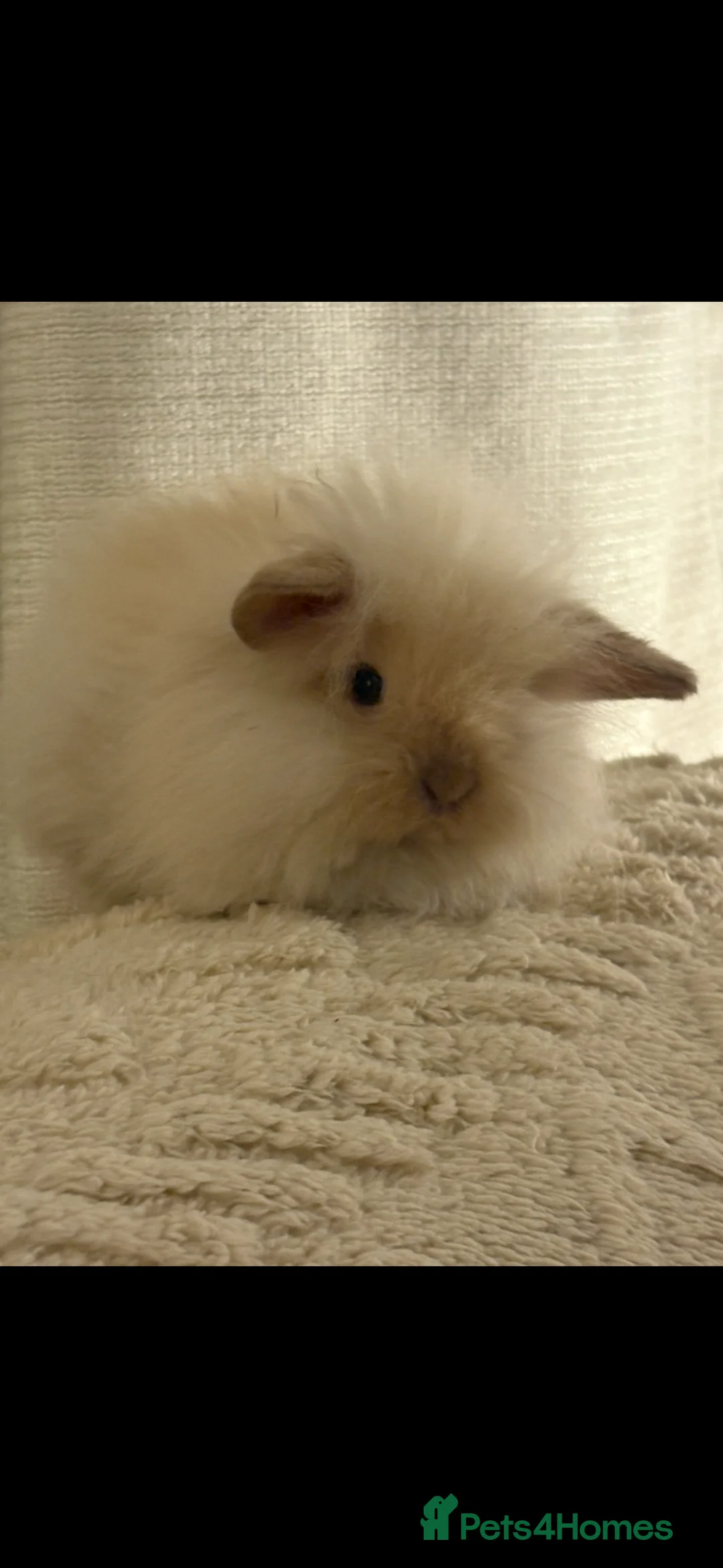 Mini Lion Lop rabbits for sale: Gorgeous Fluffy Double Mane mini lion lop bunny’s  - Advert 10