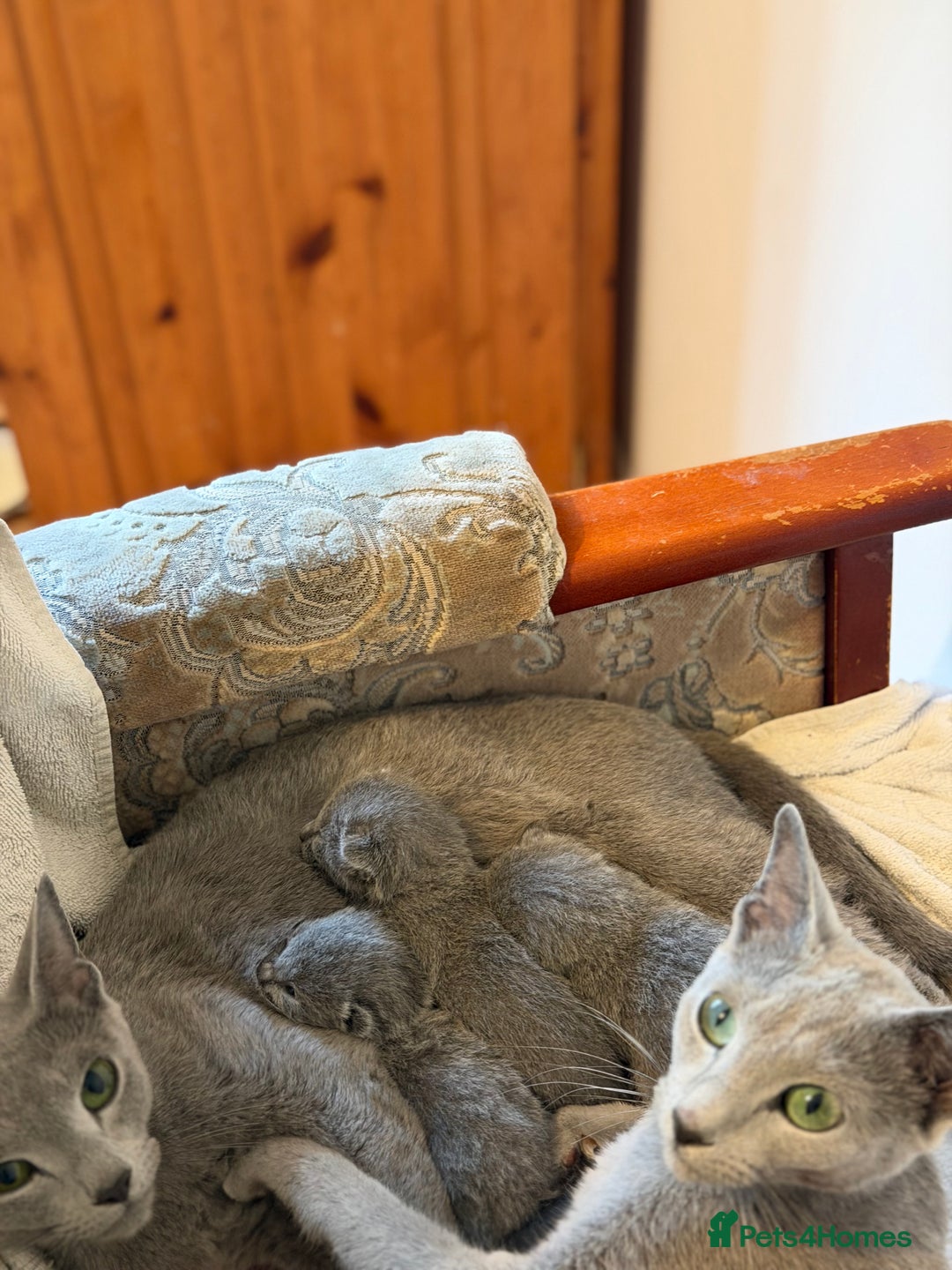 Russian Blue cats for sale: American lines Russian Blue Kittens. - Image 3