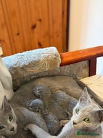 Russian Blue cats - Advert 1
