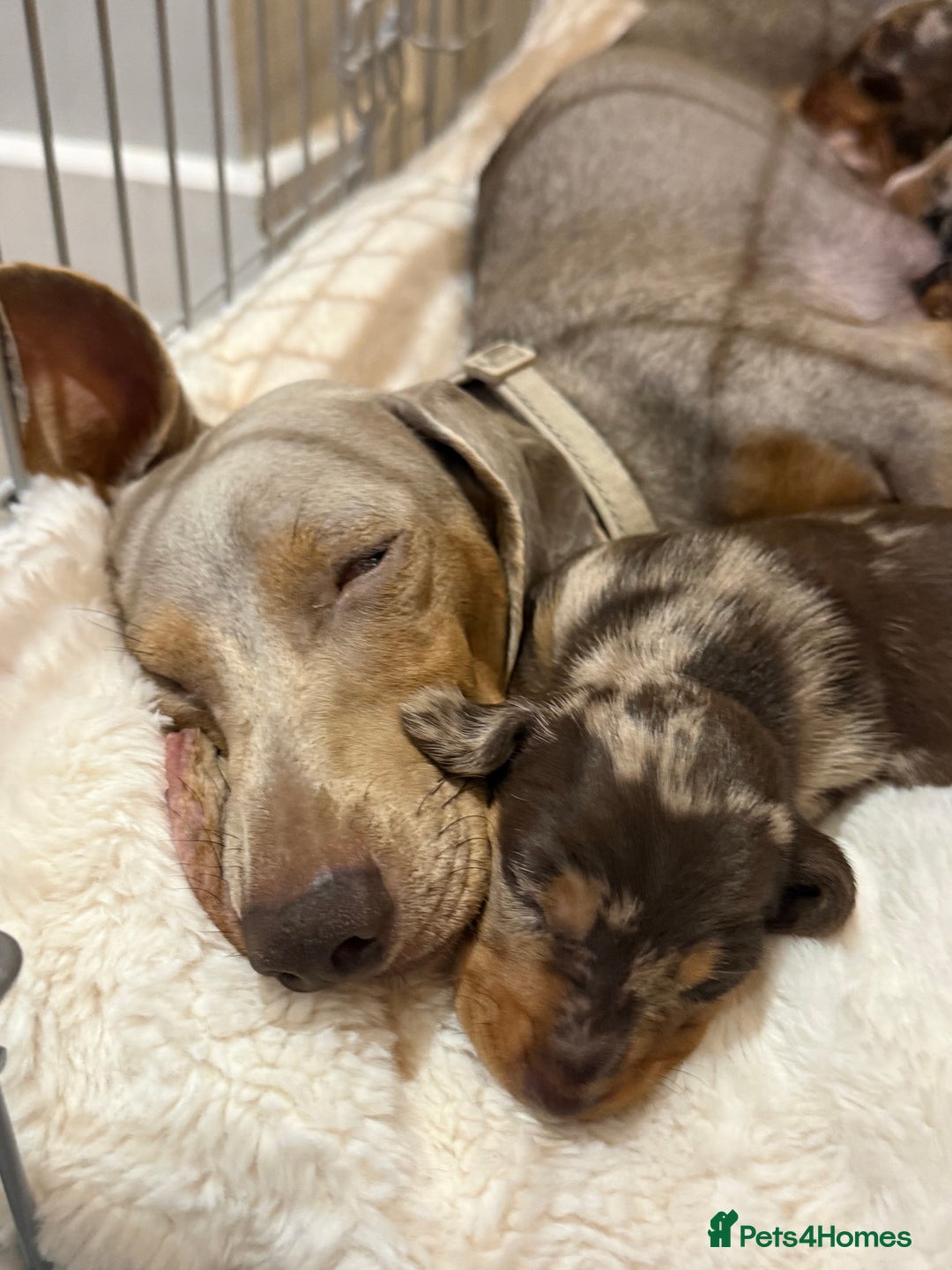 Miniature Dachshund dogs for sale: 🐾 5 Mini Dachshunds 4 dappled, 1 choc 🐾 - Advert 17