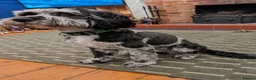Cockapoo dogs for stud: Ralph in Ashbourne - Advert 5