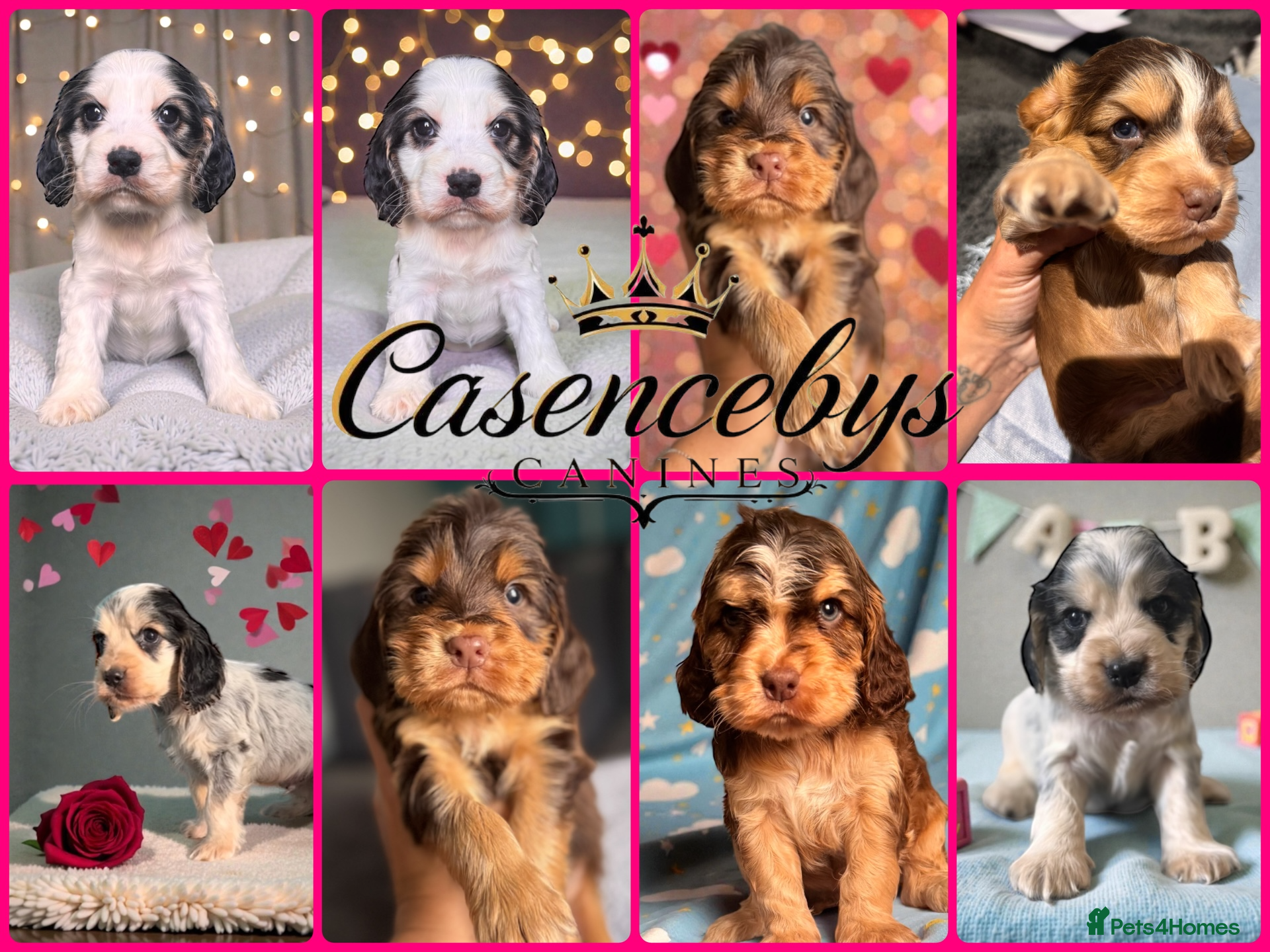 Cocker Spaniel dogs ❤️THE MOST INCREDIBLE DNA CLEAR SHOW SPANIELS❤️ - Advert 13