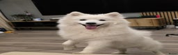 Japanese Spitz dogs for stud: Healthy Japanese Spitz KC Registered Male for Stud - Advert 8